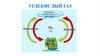 Углекислый газ. Нахождение в природе