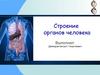 Строение органов человека