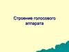 Строение голосового аппарата
