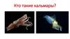 Кто такие кальмары?