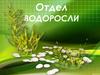 Отдел Водоросли. Общая характеристика водорослей