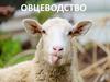Овцеводство