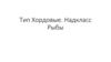 Тип Хордовые. Надкласс Рыбы