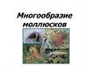 Многообразие моллюсков. Тип Моллюски