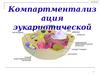 Компартментализация эукариотической клетки