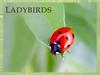 Ladybirds