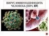 Вирус иммунодефицита человека  (ВИЧ)
