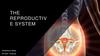 The Reproductive System