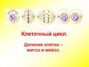 Клеточный цикл. Деление клетки - митоз и мейоз