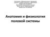Анатомия и физиология половой системы