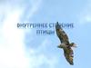 Внутреннее строение птицы