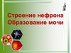 Строение нефрона. Образование мочи