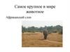 Самое крупное в мире животное. Африканский слон