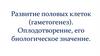 Развитие половых клеток (гаметогенез). Оплодотворение, его биологическое значение