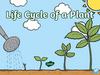 Life Cycle of a Plant