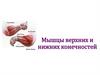 Мышцы верхних и нижних конечностей