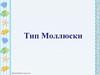Тип Моллюски. Общая характеристика