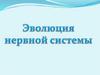 Эволюция нервной системы