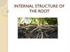 Internal structure of the root