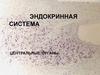 Эндокринная система. Центральные органы