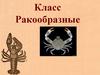 Класс Ракообразные