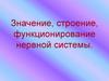 Нервная система. Значение, строение