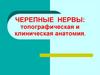 Черепные нервы: топографическая и клиническая анатомия