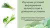 Изучение условий выращивания зеленого лука в домашних условиях