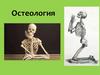 Остеология. Скелет человека. Функции скелета