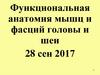 Функциональная анатомия мышц и фасций головы и шеи