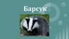 Барсук