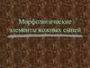 Морфологические элементы кожных сыпей
