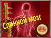 Спинной мозг