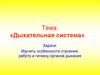 Дыхательная система. 8 класс