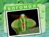 Богомол. Общие сведения