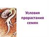 Условия прорастания семян. Двойное оплодотворение у покрытосеменных растений