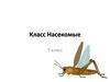 Класс Насекомые  (7 класс)