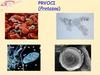 Prvoci (protozoa)