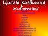 Циклы развития животных