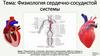 Физиология сердечно-сосудистой системы