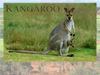 Kangaroo