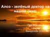 Алоэ - зелёный доктор на нашем окне