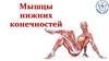 Мышцы нижних конечностей