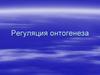 Регуляция онтогенеза. Механизмы онтогенеза