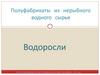 Полуфабрикаты из нерыбного водного сырья. Водоросли