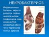 Некробактериоз. Инфекционная болезнь