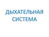Дыхательная система