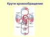 Круги кровообращения