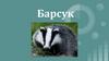 Барсук