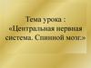 Центральная нервная система. Спинной мозг